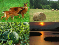 Honorable Jason Whistler, CFA